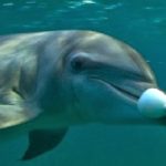 dolphins psychonauts pufferfish preludiance